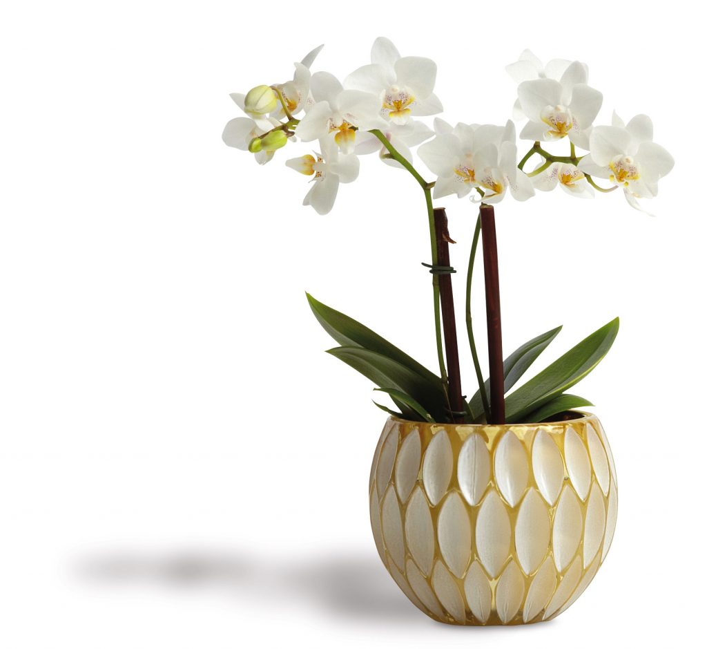vase